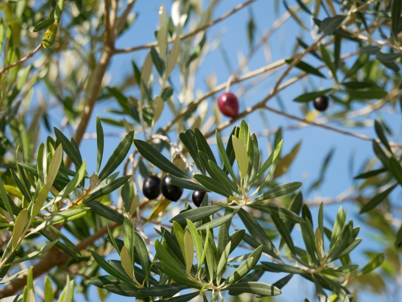 オリーブ